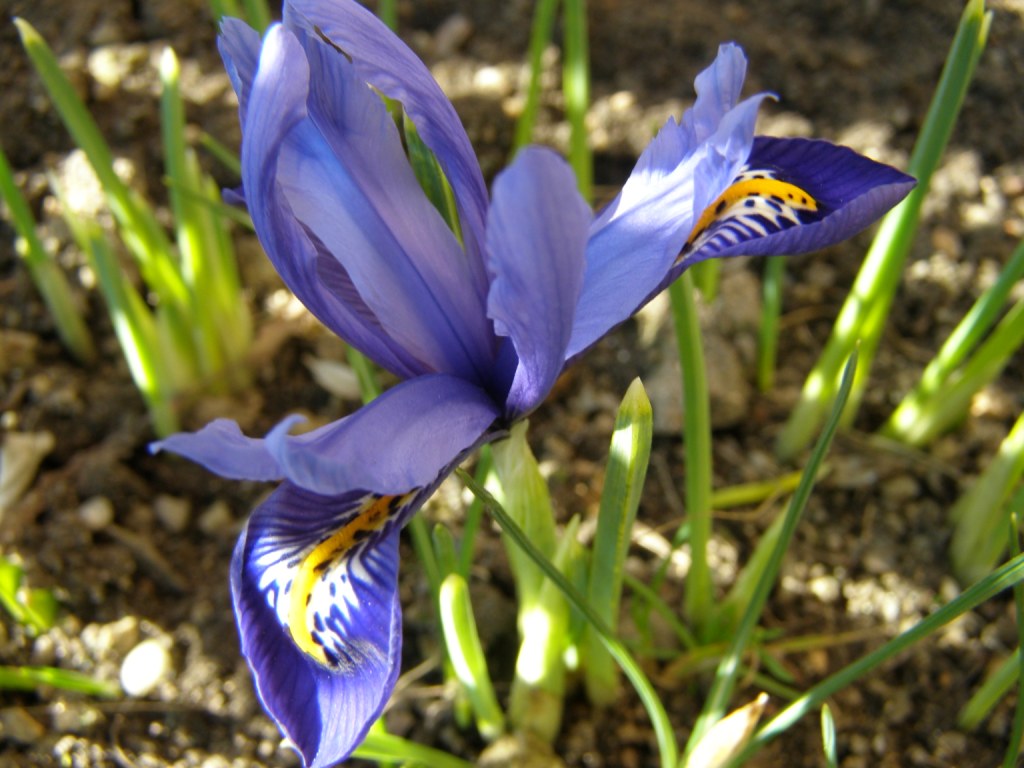 Iris reticulata