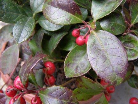 Gaultheria procumbens, libavka polehlá